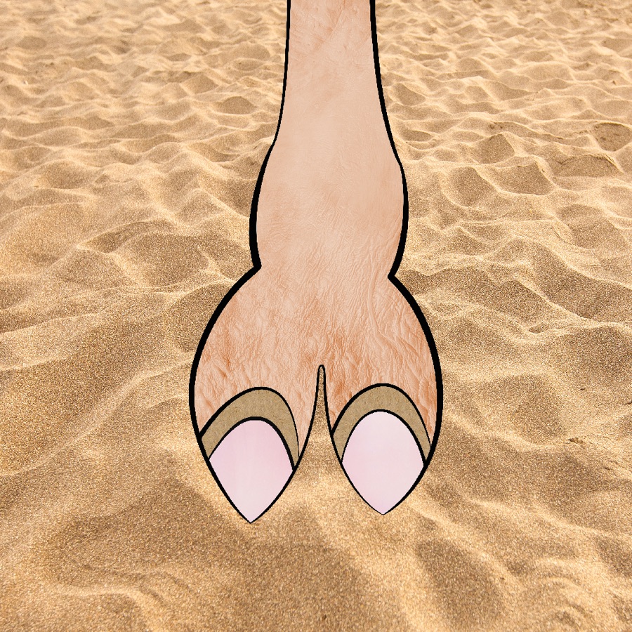 CamelToe NFT #123