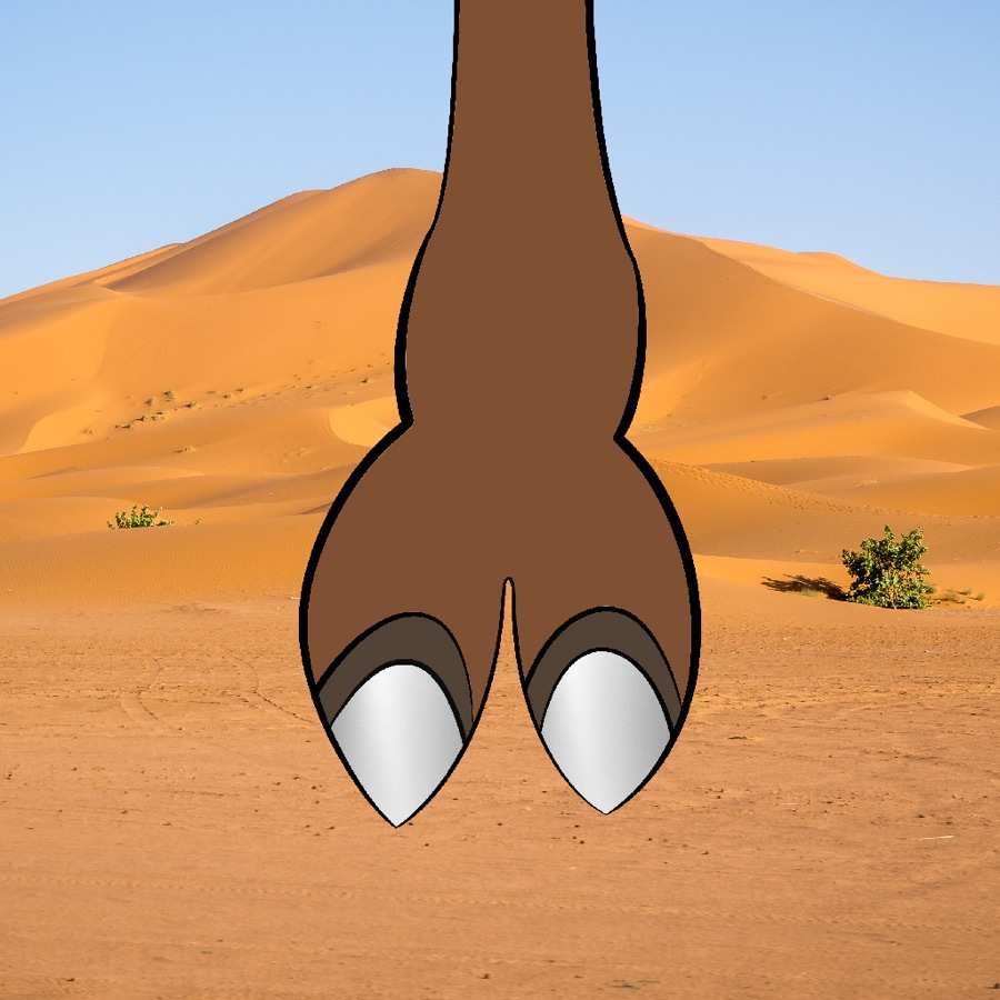 CamelToe NFT #177