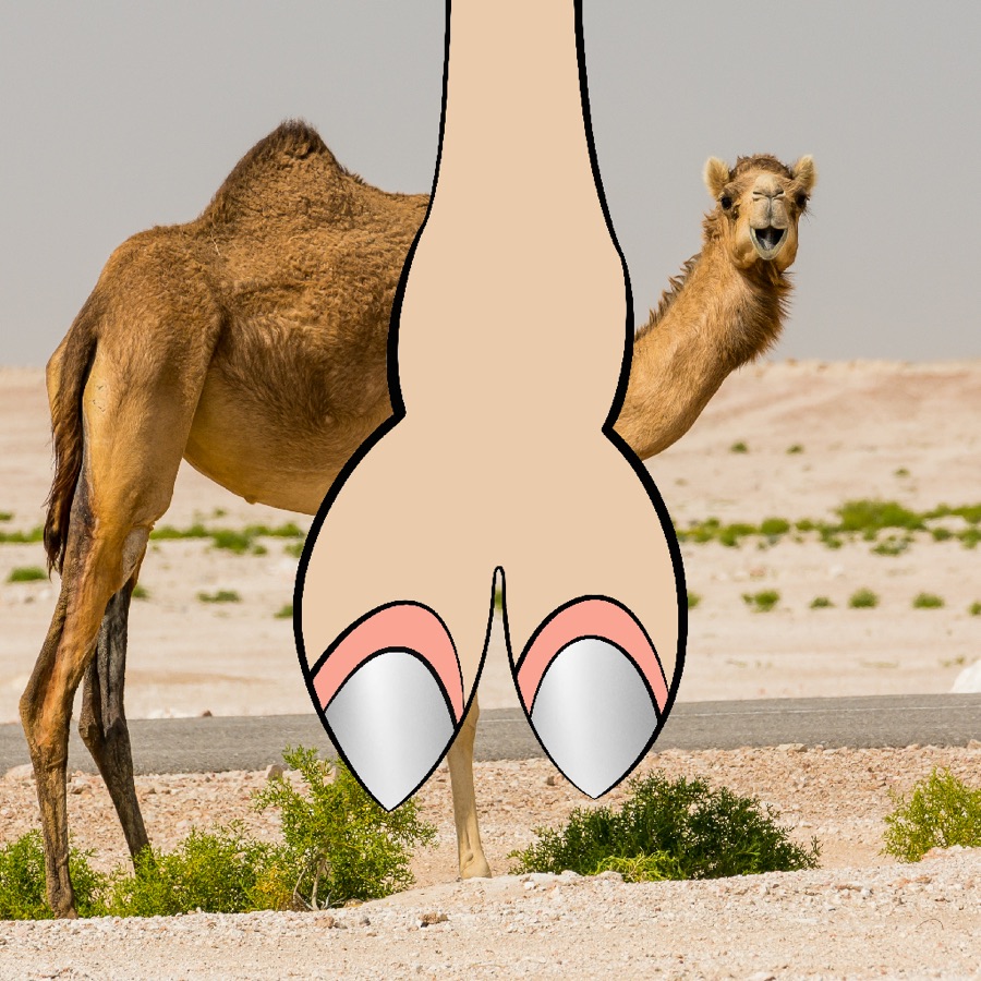 CamelToe NFT #2