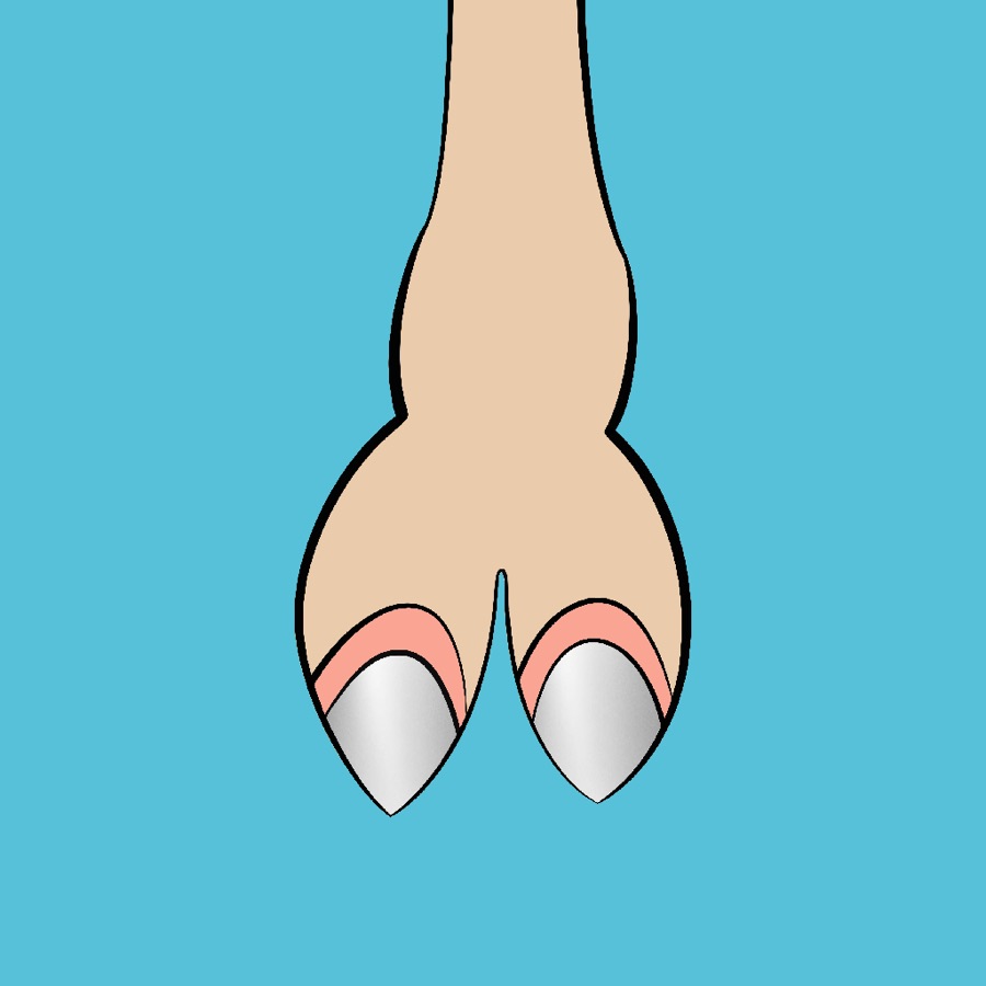 CamelToe NFT #250