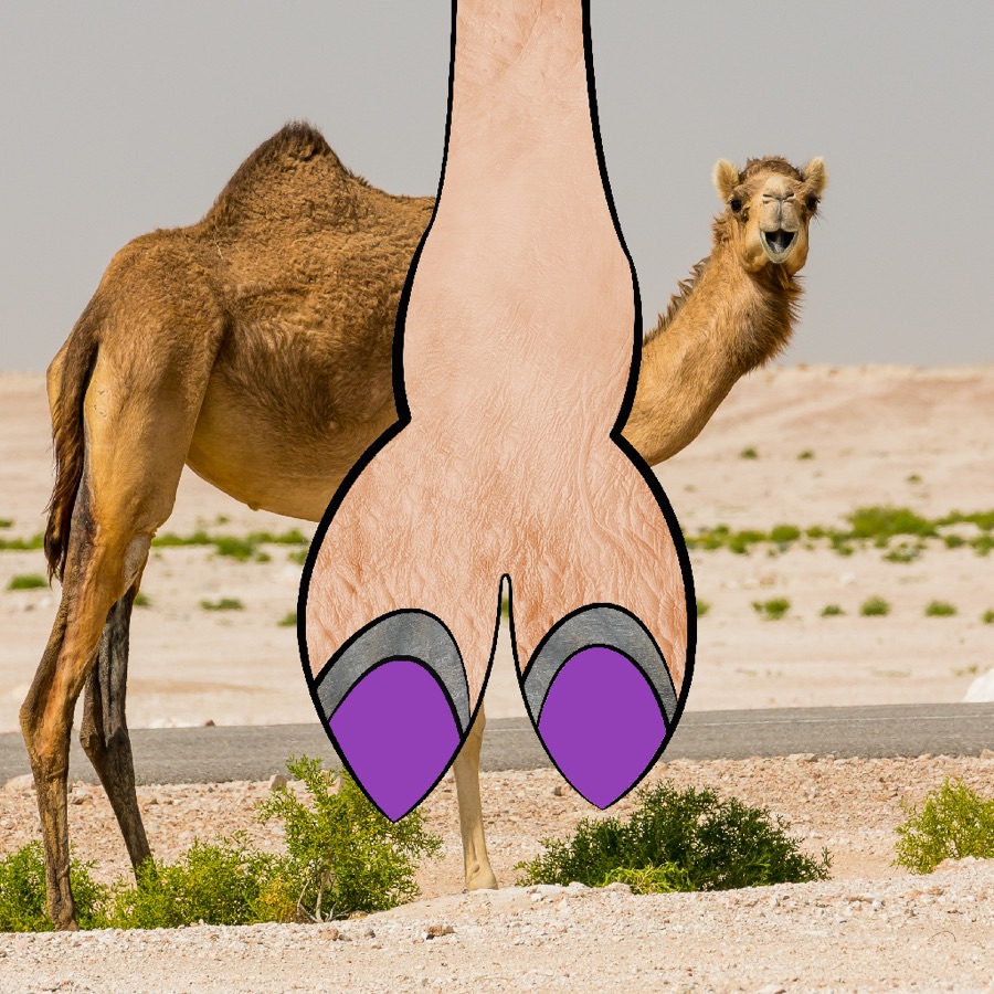 CamelToe NFT #3