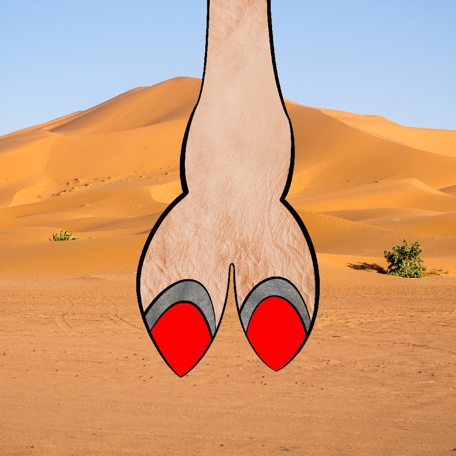 CamelToe NFT #500